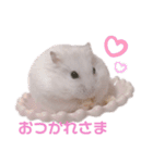 ハムズハムズ（個別スタンプ：7）