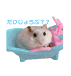 ハムズハムズ（個別スタンプ：9）