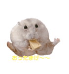 ハムズハムズ（個別スタンプ：13）