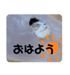 愛猫るるたん。ノルウェージャンフォレスト（個別スタンプ：1）