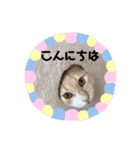 愛猫るるたん。ノルウェージャンフォレスト（個別スタンプ：2）