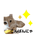 愛猫るるたん。ノルウェージャンフォレスト（個別スタンプ：3）