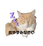 愛猫るるたん。ノルウェージャンフォレスト（個別スタンプ：4）