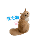 愛猫るるたん。ノルウェージャンフォレスト（個別スタンプ：5）