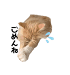 愛猫るるたん。ノルウェージャンフォレスト（個別スタンプ：6）