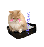 愛猫るるたん。ノルウェージャンフォレスト（個別スタンプ：7）