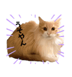 愛猫るるたん。ノルウェージャンフォレスト（個別スタンプ：8）
