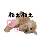 愛猫るるたん。ノルウェージャンフォレスト（個別スタンプ：10）