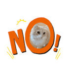 愛猫るるたん。ノルウェージャンフォレスト（個別スタンプ：11）