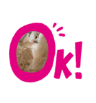 愛猫るるたん。ノルウェージャンフォレスト（個別スタンプ：12）