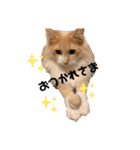 愛猫るるたん。ノルウェージャンフォレスト（個別スタンプ：13）