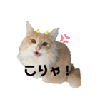 愛猫るるたん。ノルウェージャンフォレスト（個別スタンプ：14）