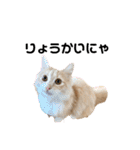 愛猫るるたん。ノルウェージャンフォレスト（個別スタンプ：15）