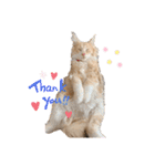 愛猫るるたん。ノルウェージャンフォレスト（個別スタンプ：16）