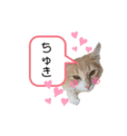 愛猫るるたん。ノルウェージャンフォレスト（個別スタンプ：17）