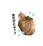 愛猫るるたん。ノルウェージャンフォレスト（個別スタンプ：18）