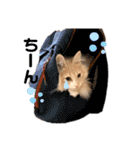 愛猫るるたん。ノルウェージャンフォレスト（個別スタンプ：19）