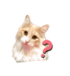 愛猫るるたん。ノルウェージャンフォレスト（個別スタンプ：20）