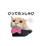 愛猫るるたん。ノルウェージャンフォレスト（個別スタンプ：21）