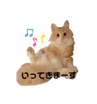 愛猫るるたん。ノルウェージャンフォレスト（個別スタンプ：22）