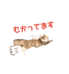 愛猫るるたん。ノルウェージャンフォレスト（個別スタンプ：23）