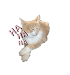 愛猫るるたん。ノルウェージャンフォレスト（個別スタンプ：25）