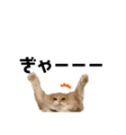 愛猫るるたん。ノルウェージャンフォレスト（個別スタンプ：26）