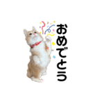 愛猫るるたん。ノルウェージャンフォレスト（個別スタンプ：27）