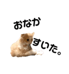 愛猫るるたん。ノルウェージャンフォレスト（個別スタンプ：28）