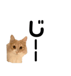 愛猫るるたん。ノルウェージャンフォレスト（個別スタンプ：29）