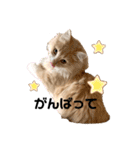 愛猫るるたん。ノルウェージャンフォレスト（個別スタンプ：30）