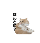 愛猫るるたん。ノルウェージャンフォレスト（個別スタンプ：31）