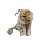 エキゾチック猫マー君（個別スタンプ：3）