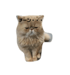 エキゾチック猫マー君（個別スタンプ：5）