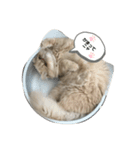 エキゾチック猫マー君（個別スタンプ：7）