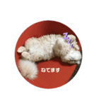 エキゾチック猫マー君（個別スタンプ：8）