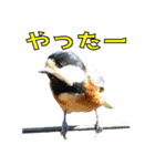 鳥会話 2（個別スタンプ：5）