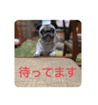 パグの氷（個別スタンプ：16）