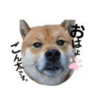柴犬ごんちゃん（個別スタンプ：1）