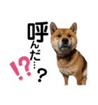 柴犬ごんちゃん（個別スタンプ：2）