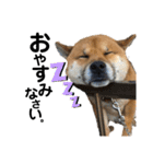 柴犬ごんちゃん（個別スタンプ：3）