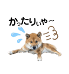 柴犬ごんちゃん（個別スタンプ：5）