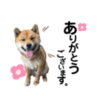 柴犬ごんちゃん（個別スタンプ：6）