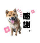 柴犬ごんちゃん（個別スタンプ：7）