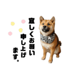 柴犬ごんちゃん（個別スタンプ：9）