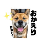 柴犬ごんちゃん（個別スタンプ：10）