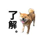 柴犬ごんちゃん（個別スタンプ：11）