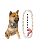 柴犬ごんちゃん（個別スタンプ：12）