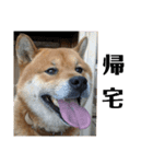 柴犬ごんちゃん（個別スタンプ：13）