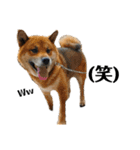柴犬ごんちゃん（個別スタンプ：14）